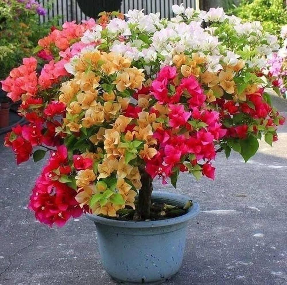 Multi-Grafted Bougainvallea Plant(4-6 colour)