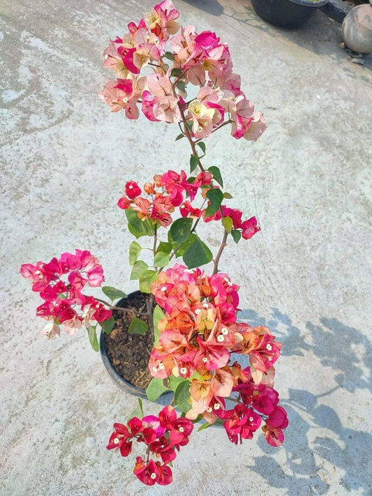 Thai Varity Bougainvallea Flowers Plants