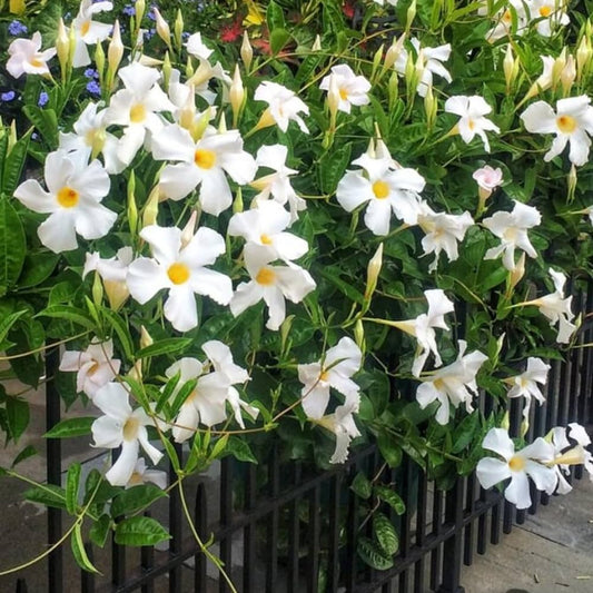 Mandevilla (White)Flowers Plant For Home Garden