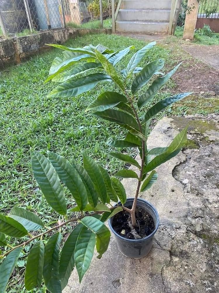 Red Ramphal | Wild Sweetsop Fruit Plant