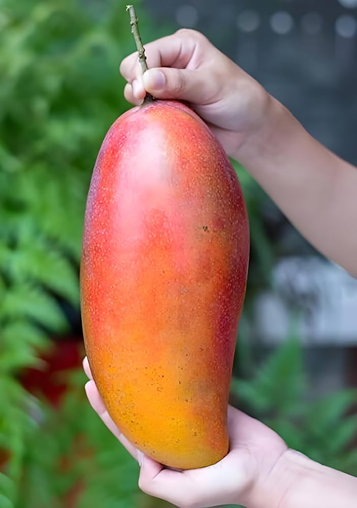 Ivory Red Grafted Mango Plant