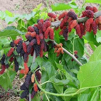 Long Mall Berry Grafting Plant