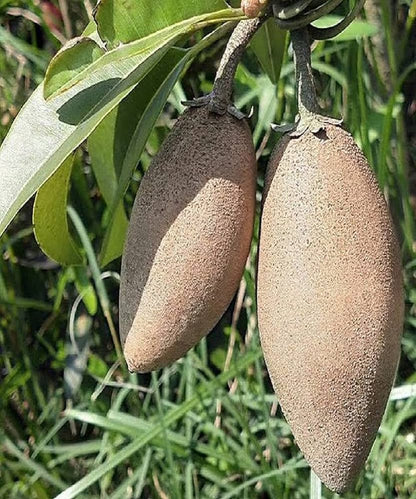 Banana Chiku Grafted Fruit Plant