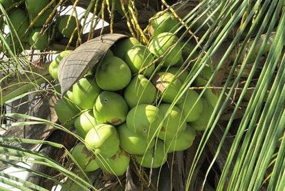 Chandra kalpa Coconut Fruit  Tree