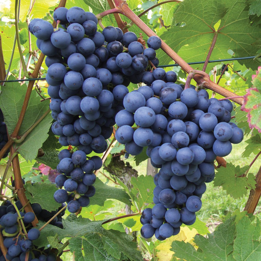 Black Grapes Fruit Plants-(Gardenershub)