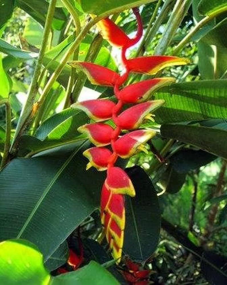 Hybrid Heliconia Rostrata Flowering Plants