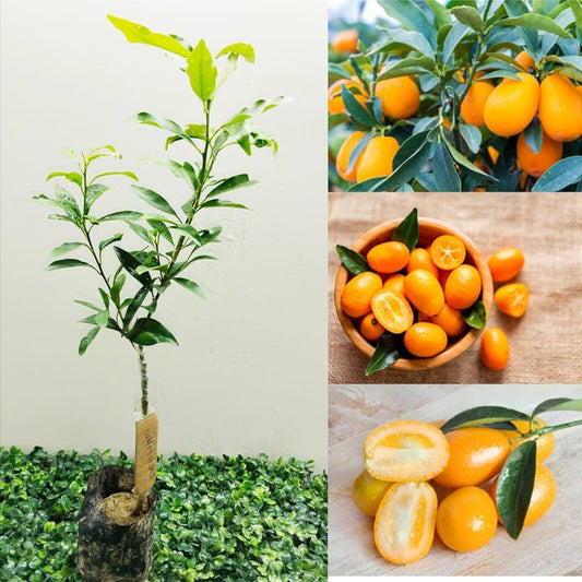 Sweet Lemon  Fruit Plant (Grafted)