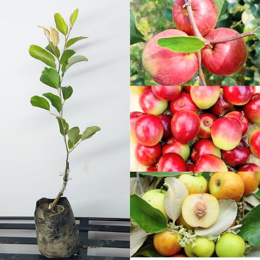 Grafting All Time Red Apple Ber- Fruit Plants-(Gardenershub)