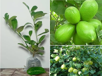 New Gandharaj Lemon  Fruit Plant