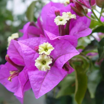 Bougainvillea (Purple) Colour Flower - Plant