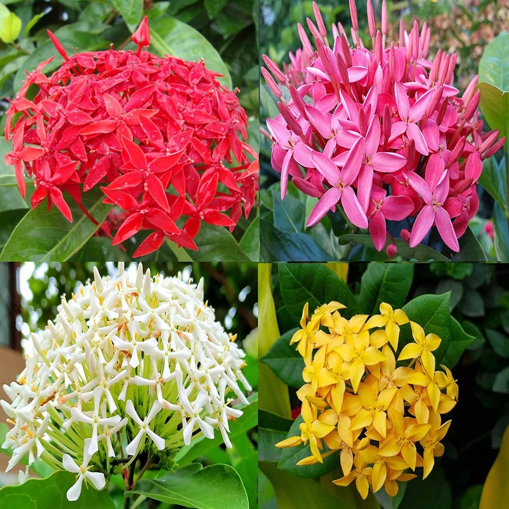 Multicolor Ixora Plant (Pack Of 1) In 4 Colour Ixora Plant (Multicolour)