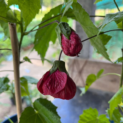 Red Lantern Hibiscus Flowers Plant