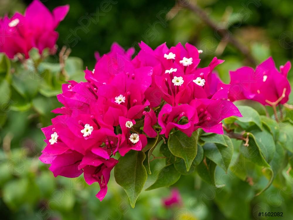 Bougainvallea Flowers (Pink Colour) Plant