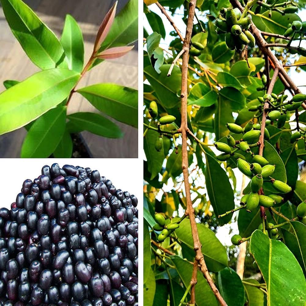 Black Jamun-Grafting  Fruit Plant