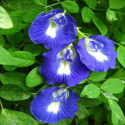 Aparajita  Flowering Plant(Blue)Colour