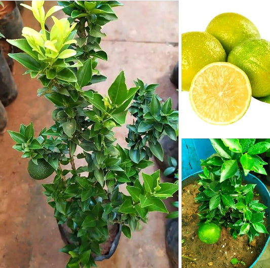 (Gardenershub) Malta Mosambi Sweet Lemon grafted fruit tree