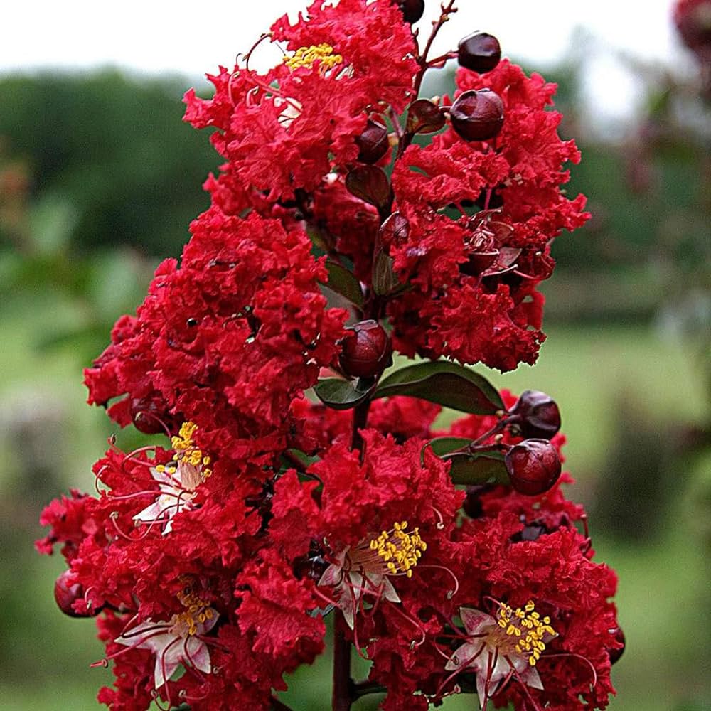 Furush Flower Plant (Red) Colour