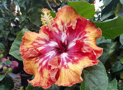 Hybrid Hibiscus Plant For Gardening