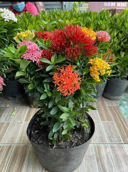 Multicolor Ixora Plant (Pack Of 1) In 4 Colour Ixora Plant (Multicolour)