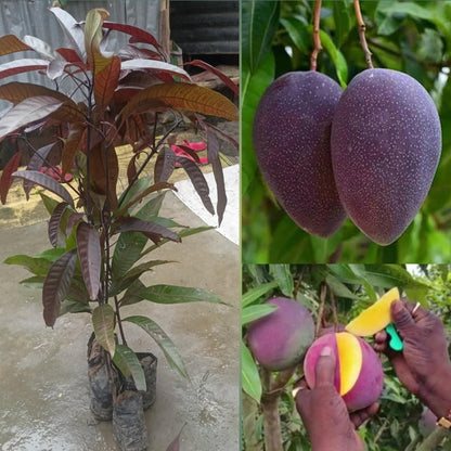 Black Stone Mango Plant-Grafted