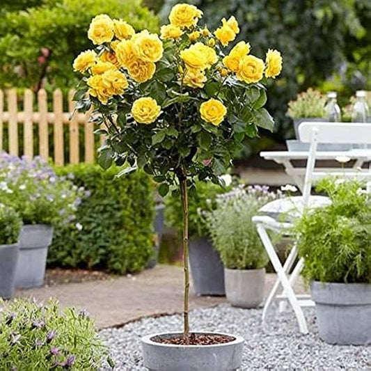 Hybrid Yellow Rose Flower  Plant