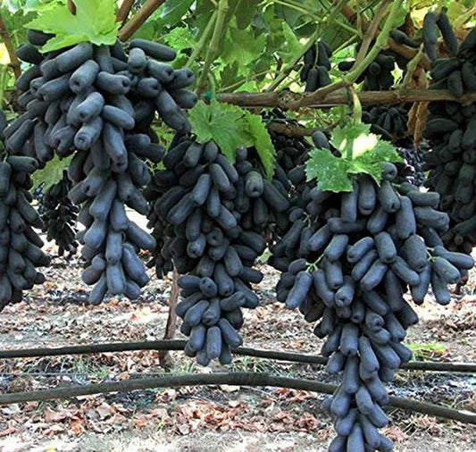 Grape Fruit Plant | Angoor Vine