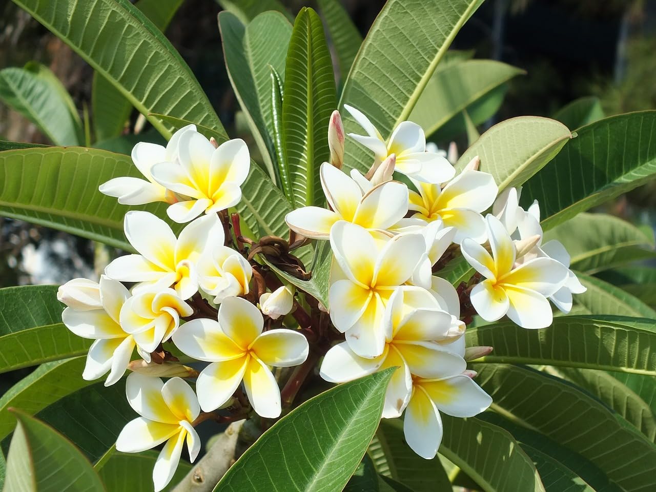 Plumeria Flowers Plant(White)For Gardening