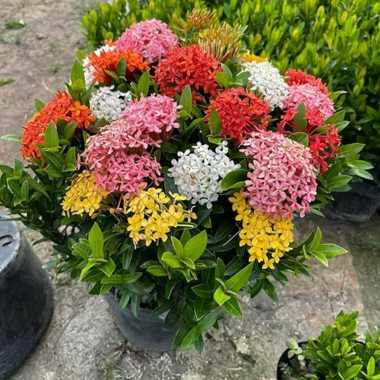 Multicolor Ixora Plant (Pack Of 1) In 4 Colour Ixora Plant (Multicolour)