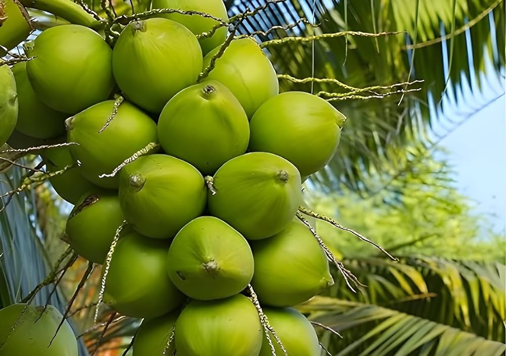 Kalpa Sankara Coconut Fruit Tree