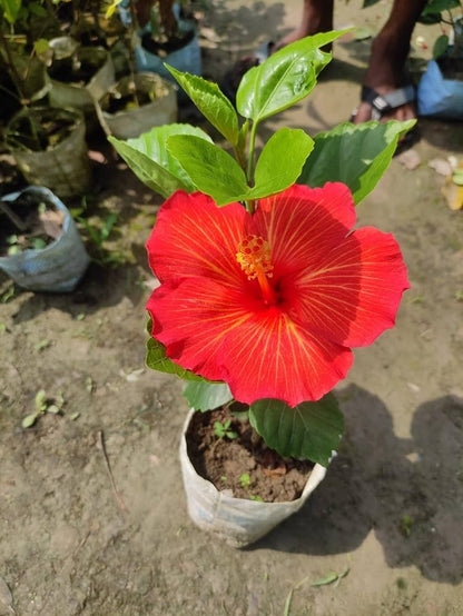 Hybrid  American Hibiscus Flower Plant