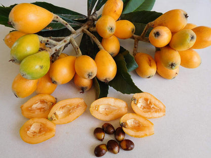 Hybrid Loquat Fruit Plant Grafted