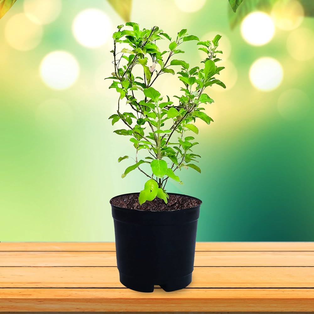 Basil Tulsi plant