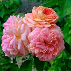 Hybrid Climbing Rose Flower Plants