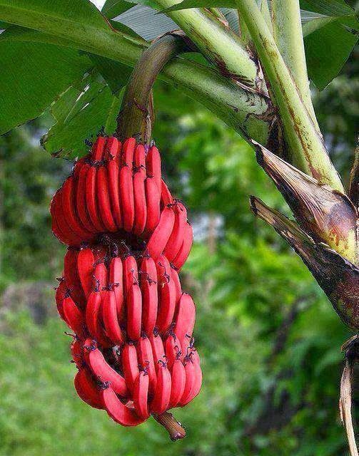 Sweet Red Banana Fruit Plant