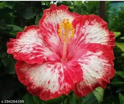 Hybrid Austrelian Hibiscus Flowers Plant