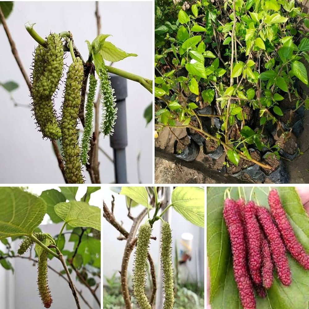 Long Mall Berry Grafting Plant