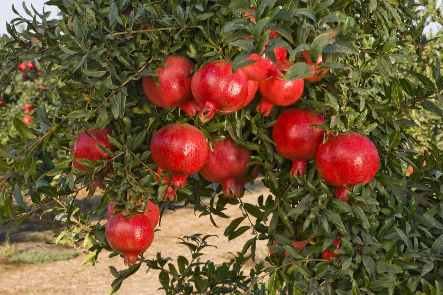 Pomegranate fruit Plant For HomeGarden