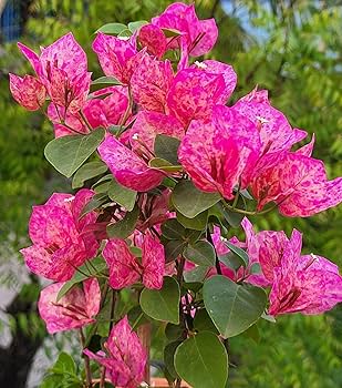 Kristina Bougainvillea flower plant