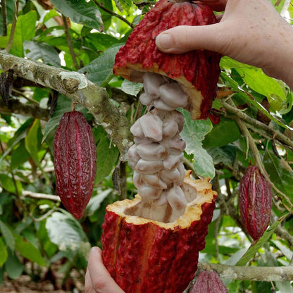 Cocoa Fruit Plant For Gardening