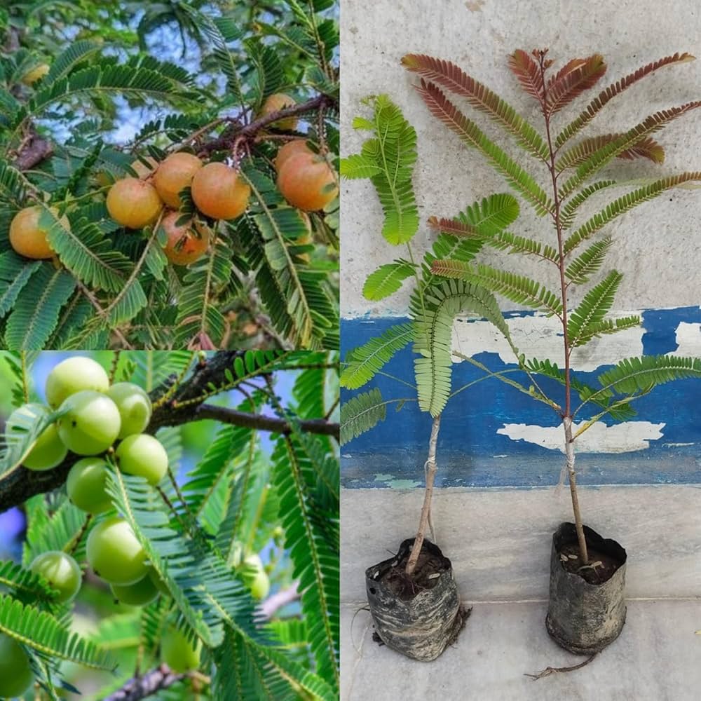 Thai Grafted green Amla And Thai Grafted Green Amla FRuits Plants