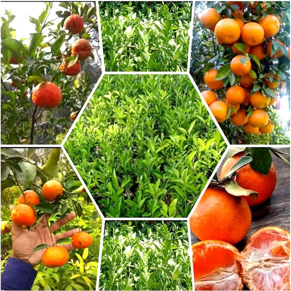 Orange-Kinnow(Grafted)- Fruit Plants & Tree