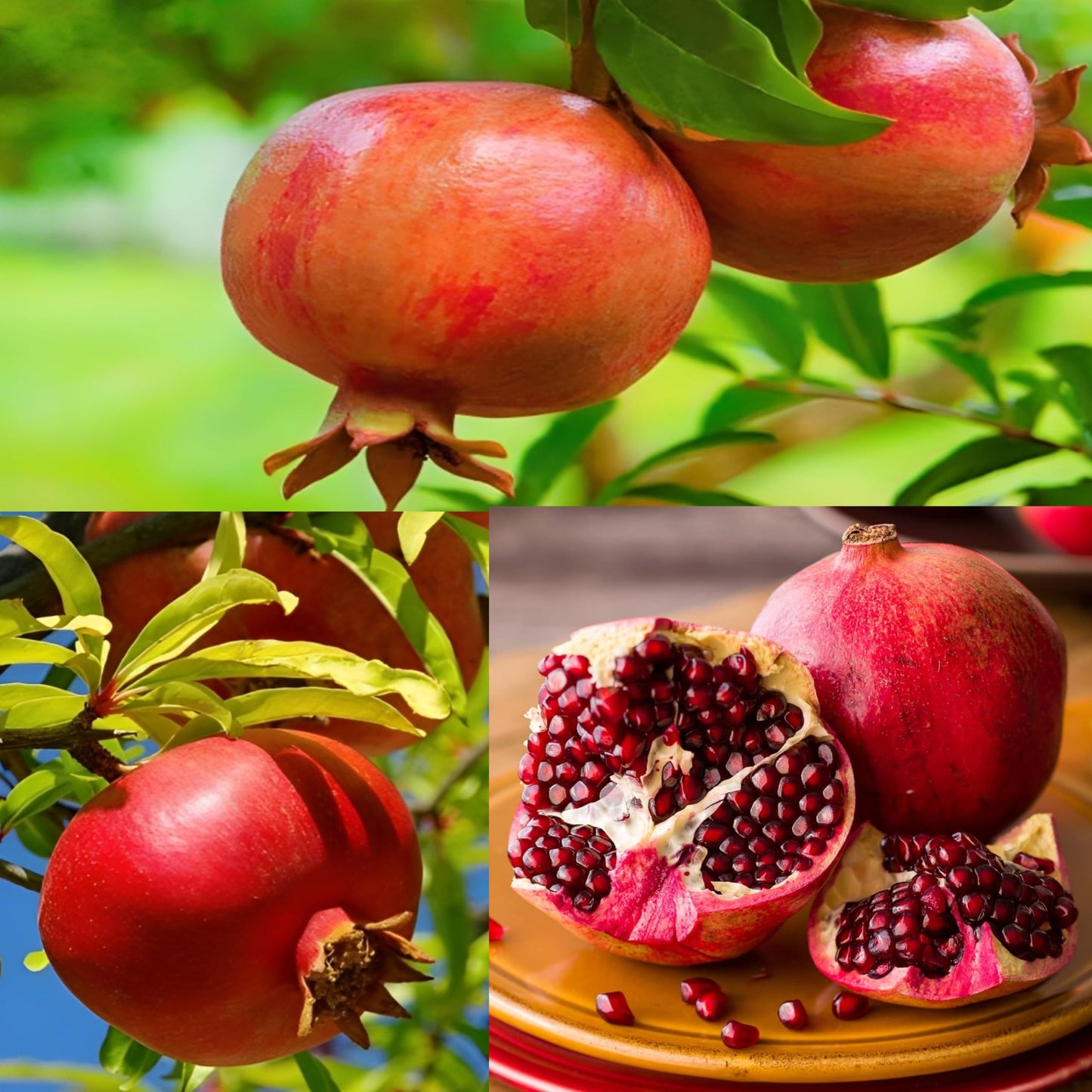 Pomegranate fruit Plant For HomeGarden