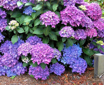 Hybrid hydrangea Plants(Pink Colour)