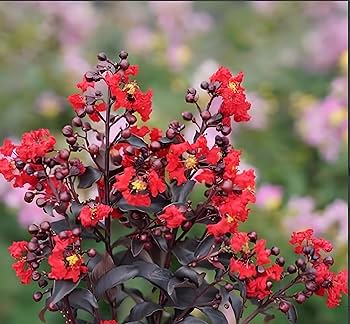 Furush Flower Plant (Red) Colour