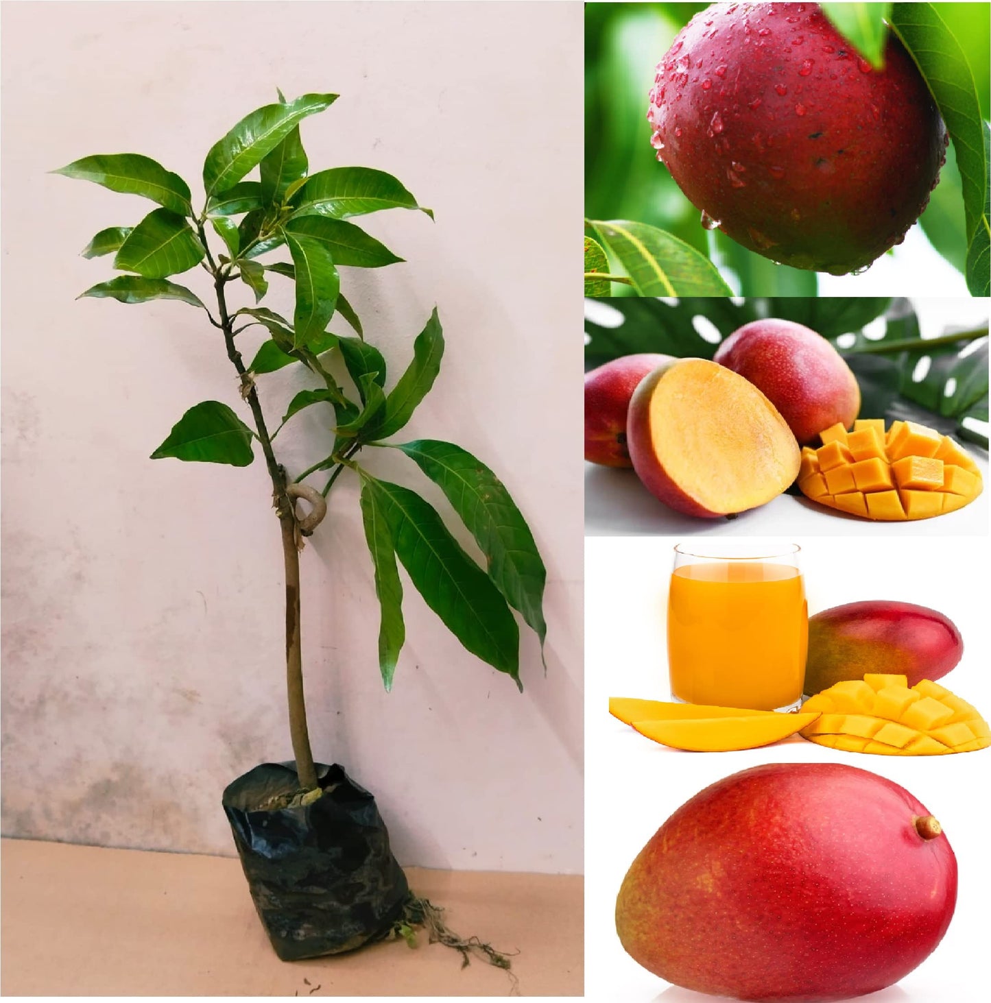 Apple Mango(Grafted) Fruit Plant.