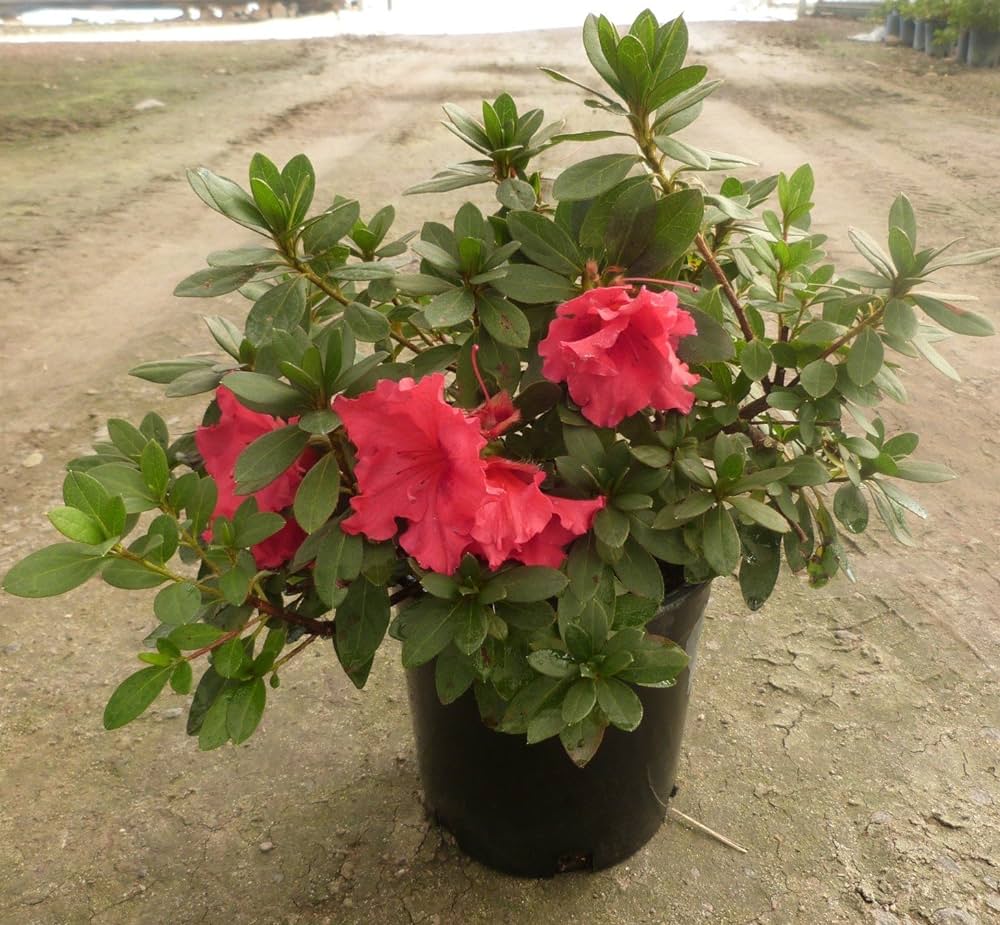 Azalea Flowers Plant(Red Colour)