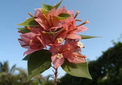 Bougainvillea flower plant for home garden