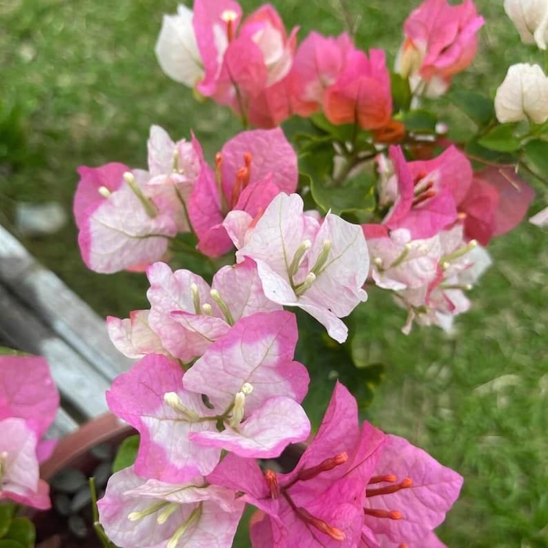 (Gardenershub) Bougainvillea Flowers Plant For Gardening