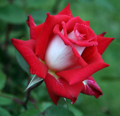 Hybrid Grafted Rose Plant(Red And White)