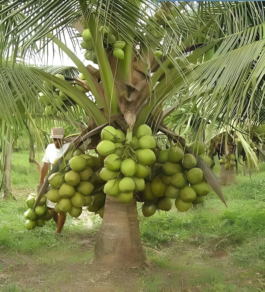 Green Dwarf Coconut Fruit  Tree